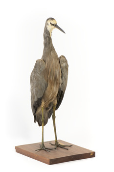 White Faced Heron standing on wooden mount looking forward 