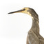 White Faced Heron standing on wooden mount looking forward 
