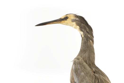 White Faced Heron standing on wooden mount looking forward 