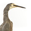White Faced Heron standing on wooden mount looking forward 