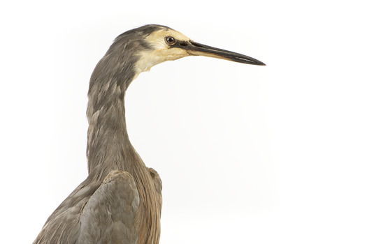 White Faced Heron standing on wooden mount looking forward 