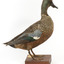 Australiasian Shovelor standing on wooden mount looking left