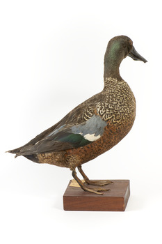 Australiasian Shovelor standing on wooden mount looking left