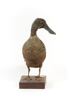 Australiasian Shovelor standing on wooden mount looking left