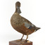 Australiasian Shovelor standing on wooden mount looking left