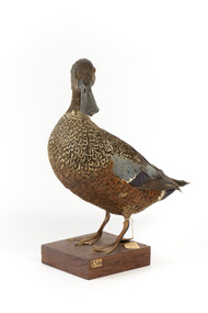Australiasian Shovelor standing on wooden mount looking left