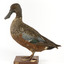 Australiasian Shovelor standing on wooden mount looking left