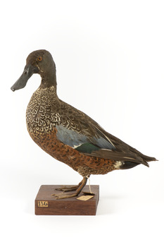 Australiasian Shovelor standing on wooden mount looking left