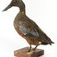 Australiasian Shovelor standing on wooden mount looking left
