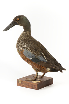 Australiasian Shovelor standing on wooden mount looking left
