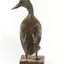 Australiasian Shovelor standing on wooden mount looking left