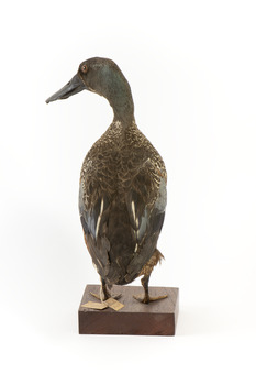 Australiasian Shovelor standing on wooden mount looking left
