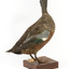 Australiasian Shovelor standing on wooden mount looking left