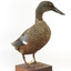 Australiasian Shovelor standing on wooden mount looking left