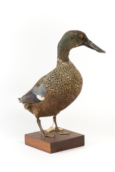 Australiasian Shovelor standing on wooden mount looking left