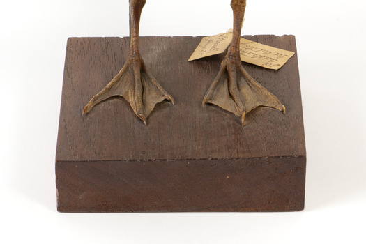 Australiasian Shovelor standing on wooden mount looking left