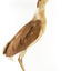 Nankeen Night Heron standing on wooden mount facing forward