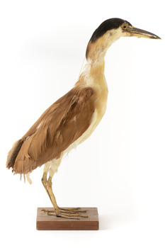 Nankeen Night Heron standing on wooden mount facing forward