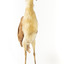 Nankeen Night Heron standing on wooden mount facing forward