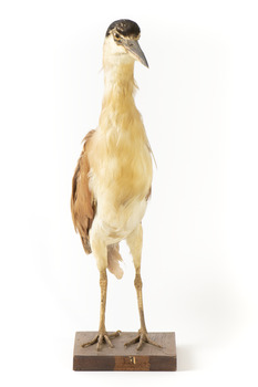 Nankeen Night Heron standing on wooden mount facing forward
