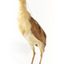 Nankeen Night Heron standing on wooden mount facing forward
