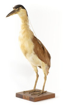 Nankeen Night Heron standing on wooden mount facing forward