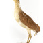 Nankeen Night Heron standing on wooden mount facing forward