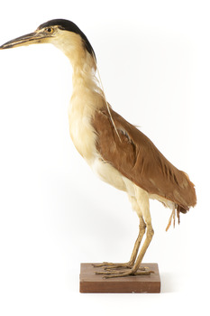 Nankeen Night Heron standing on wooden mount facing forward