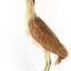 Nankeen Night Heron standing on wooden mount facing forward