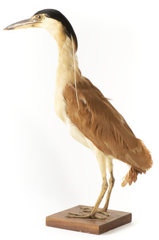 Nankeen Night Heron standing on wooden mount facing forward