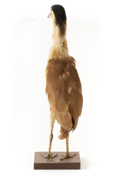 Nankeen Night Heron standing on wooden mount facing forward