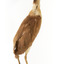 Nankeen Night Heron standing on wooden mount facing forward