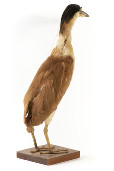 Nankeen Night Heron standing on wooden mount facing forward