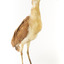 Nankeen Night Heron standing on wooden mount facing forward