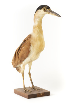 Nankeen Night Heron standing on wooden mount facing forward