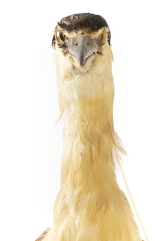 Nankeen Night Heron standing on wooden mount facing forward