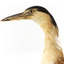 Nankeen Night Heron standing on wooden mount facing forward