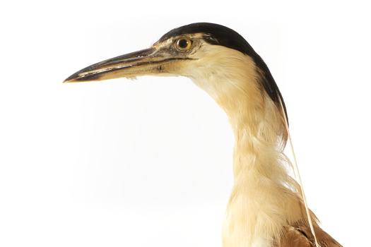 Nankeen Night Heron standing on wooden mount facing forward