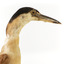 Nankeen Night Heron standing on wooden mount facing forward
