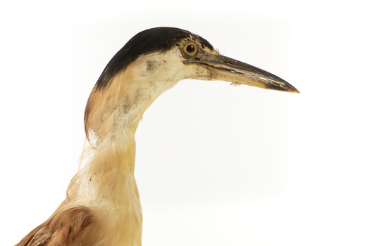 Nankeen Night Heron standing on wooden mount facing forward