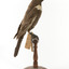 Ring Ouzel standing on wooden perch facing forward