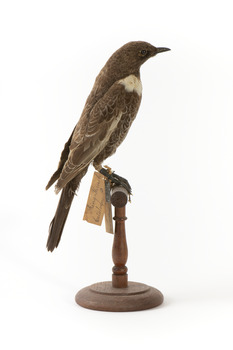 Ring Ouzel standing on wooden perch facing forward