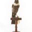 Ring Ouzel standing on wooden perch facing forward