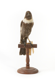 Ring Ouzel standing on wooden perch facing forward