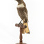 Ring Ouzel standing on wooden perch facing forward