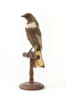 Ring Ouzel standing on wooden perch facing forward