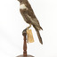 Ring Ouzel standing on wooden perch facing forward