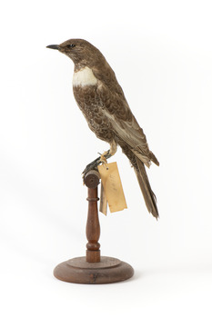 Ring Ouzel standing on wooden perch facing forward
