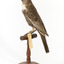 Ring Ouzel standing on wooden perch facing forward