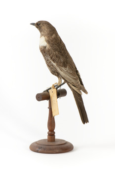 Ring Ouzel standing on wooden perch facing forward